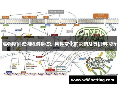 高强度间歇训练对身体适应性变化的影响及其机制探析